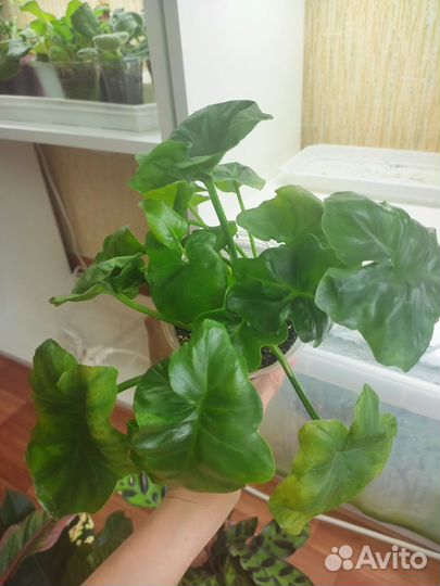 Филодендрон атом