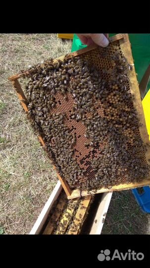 Пчеломатки 2024