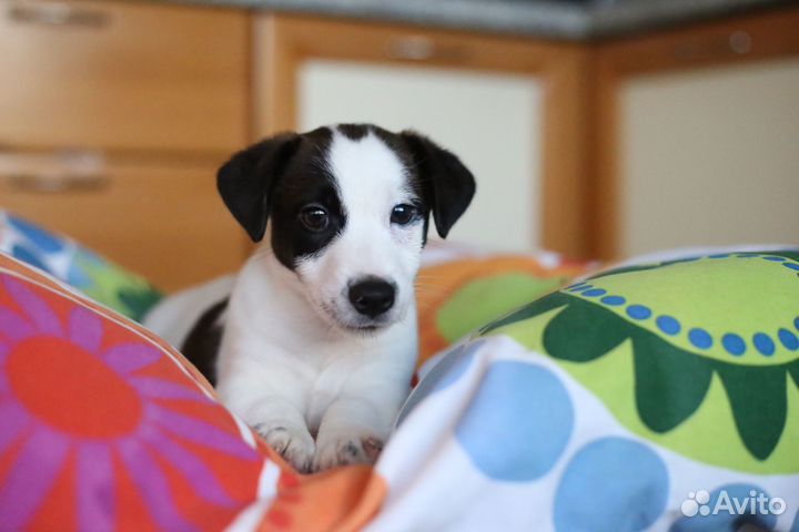 Щенки джек рассел терьер