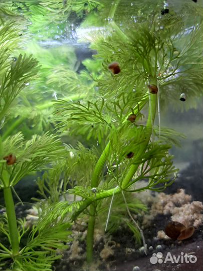 Растения и улитки для аквариума