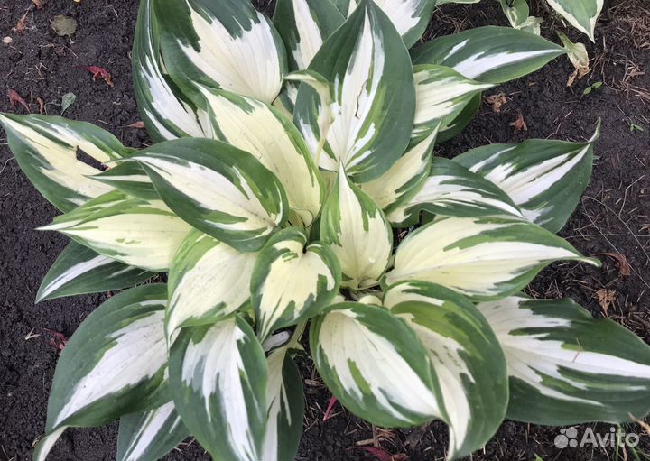 Хосты сортовые