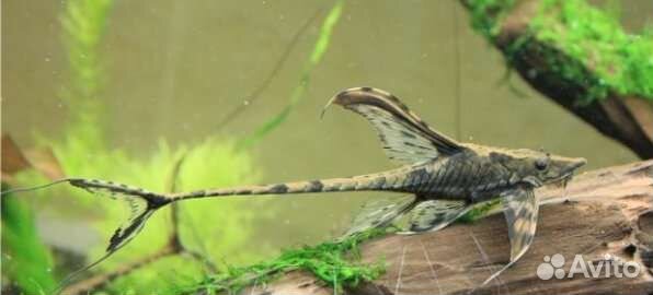 Стурисома панамская собственного разведения 4-5см