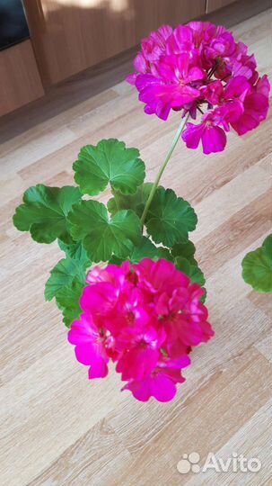 Пеларгония герань