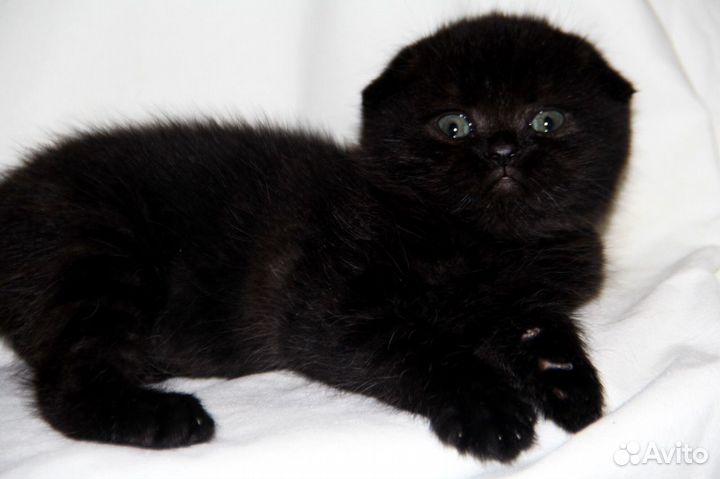 Шотландские чёрные вислоухие девочка и мальчик