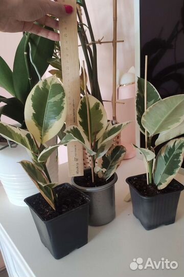 Фикус эластика Тинеке