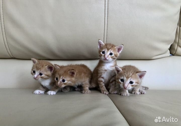 Рыжие котята 1 мес