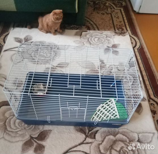 Клетка
