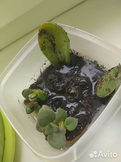 Алоэ и денежное дерево