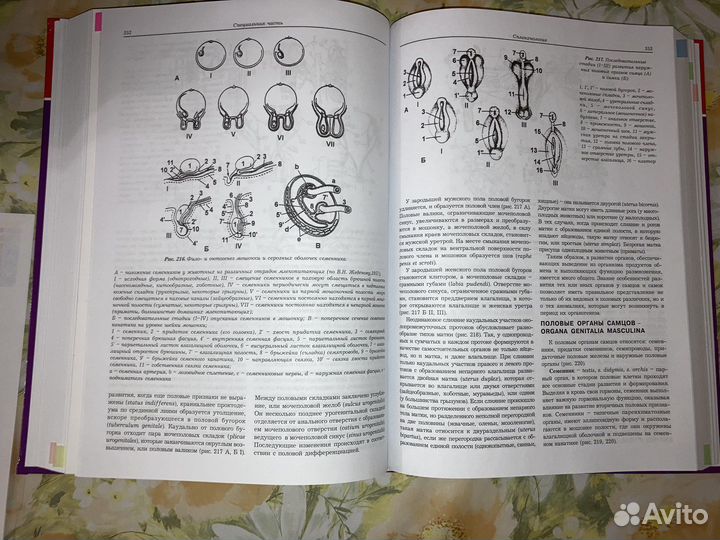 Анатомия домашних животных - акаевский