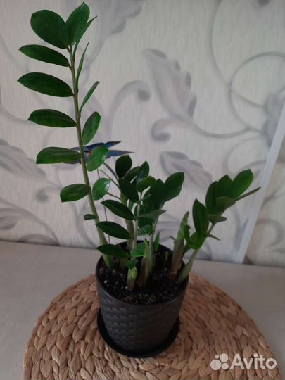 Комнатные цветы