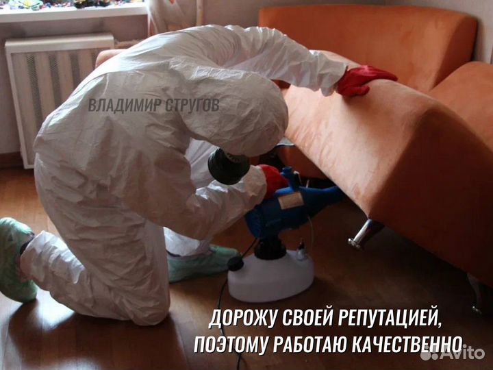 Уничтожение клопов, тараканов, блох / Дезинфекция