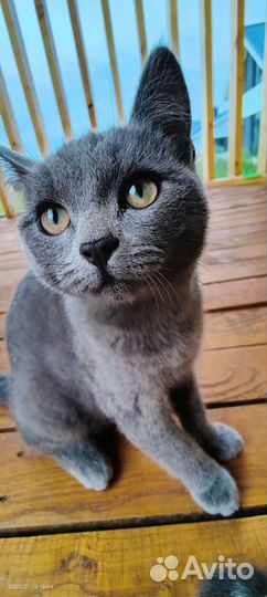 Котята в добрые руки бесплатно