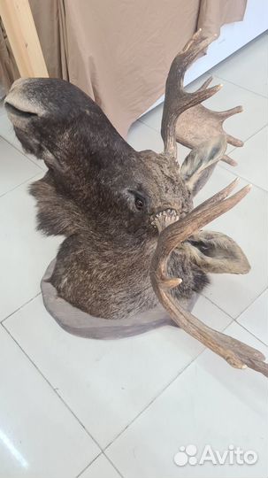 Чучело головы лося