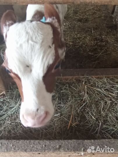 Продажа телят