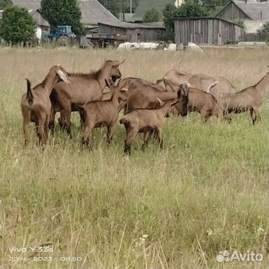 Чешские козы