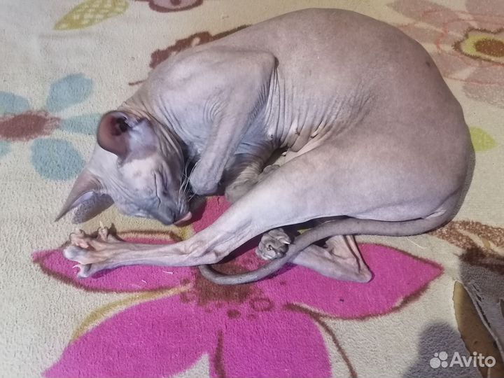 Донской сфинкс