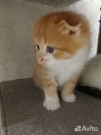 Шотландский котик