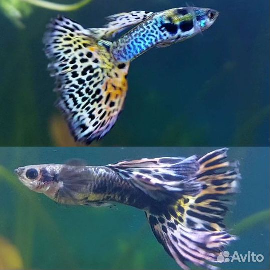 Аквариумные рыбки гуппи и пецилии. Креветки