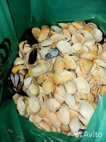 Морские ракушки