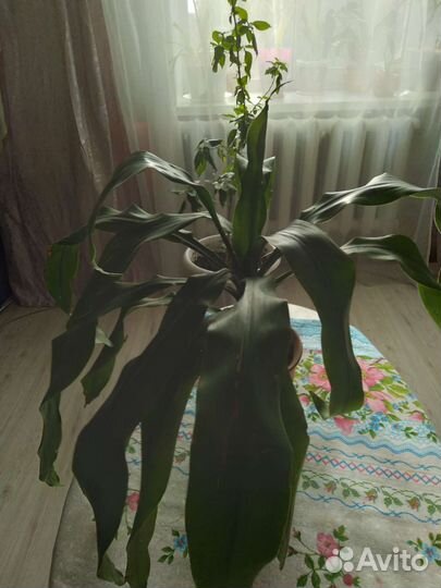 Кактус