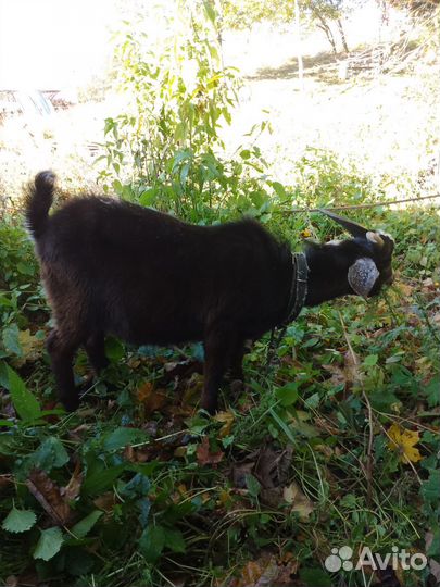 Козлики полугодовалые