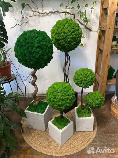 Деревья из стабилизированного мха