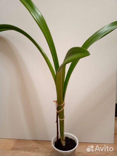 Гиппиаструм лилия