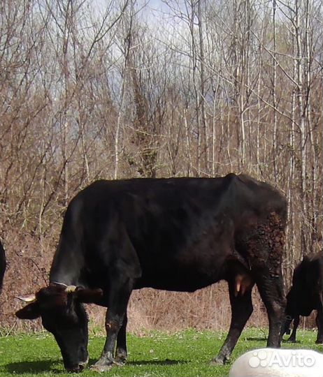 Корова дойная