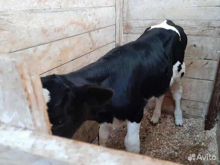 Крс, бычки, телки мясные