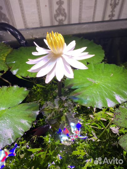 Продается аквариум на 450 литров с тумбой 25 тыщ