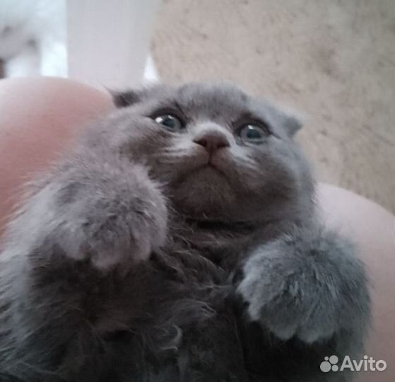 Шотландская