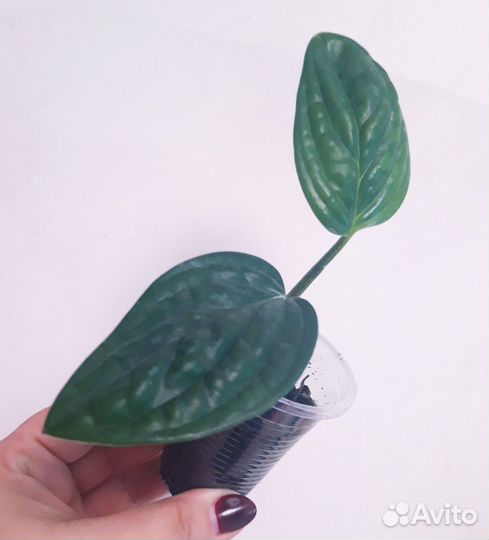 Сортовая монстера перу