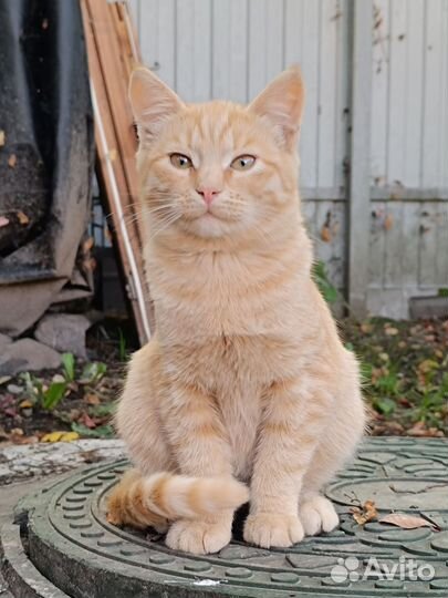 Милые пушистики