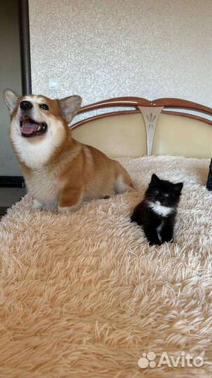 Котёнок ищет дом