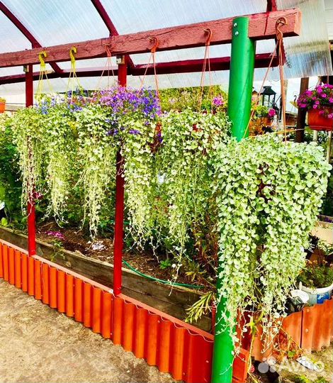 Дихондра Серебристый водопад и Изумрудный водопад