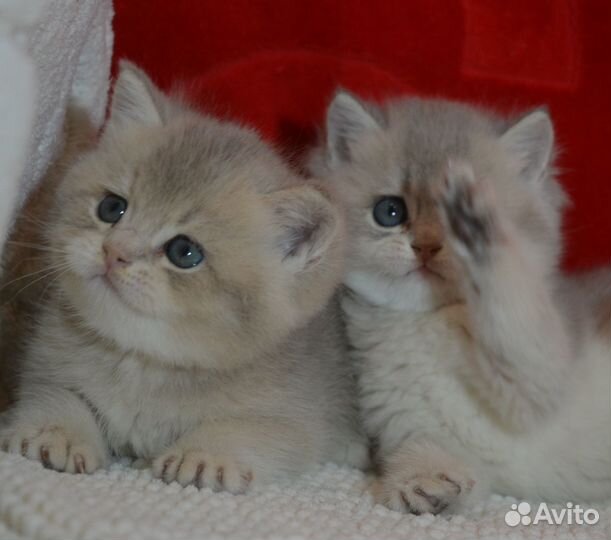 Британцы. Голубое золото