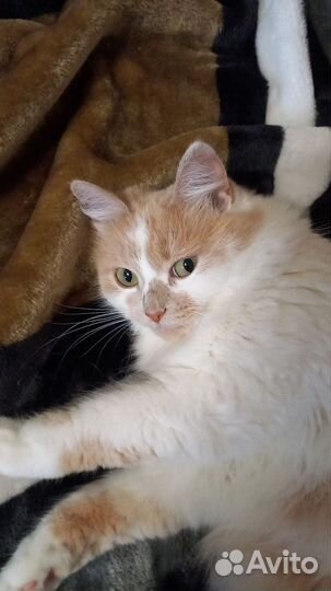 Вязка кошек бесплатно