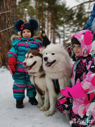 Катание, собаки на фотосессию, день рождения