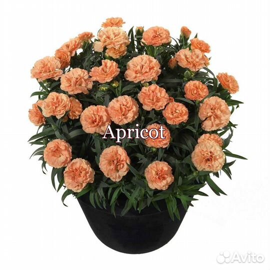 Гвоздика ампельная и садовая