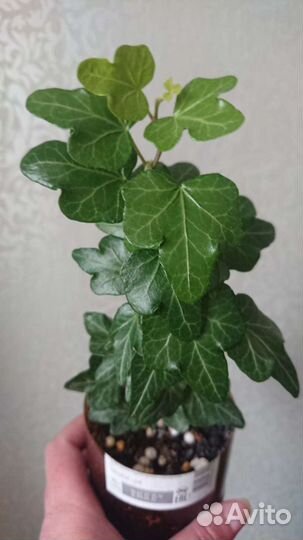 Плющ (хедера)