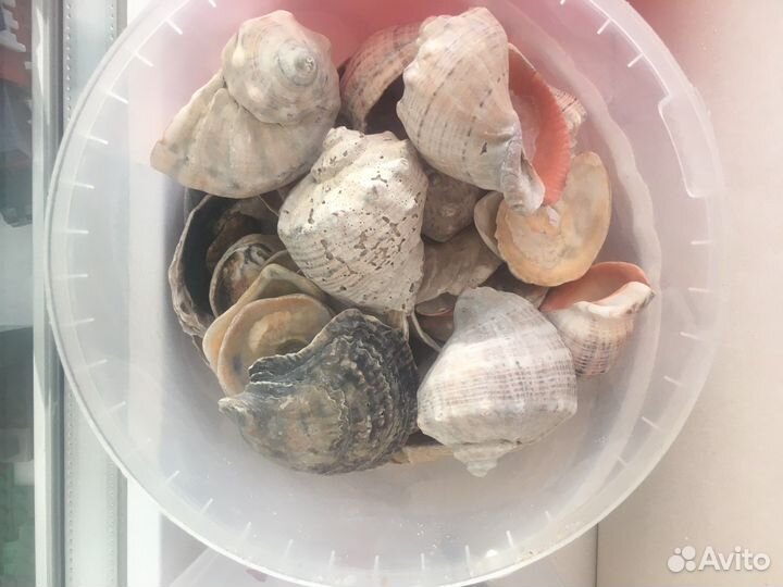 Ракушки с моря