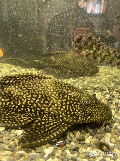 Сом птеригоплихт