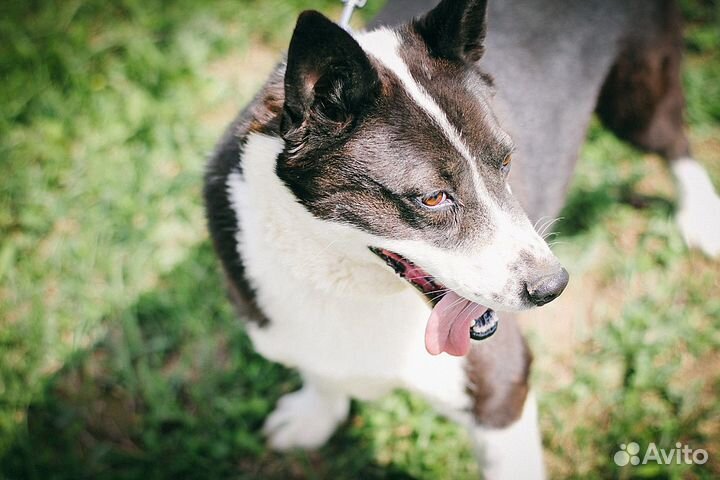 Метис русско-европейской лайки в дар