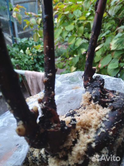 Калина бульдонеж