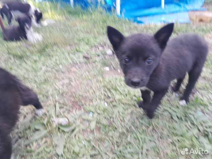 Щенки алабая