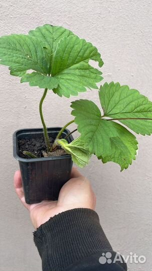 Саженцы клубники Чамора туруси