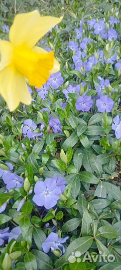 Почвопокровные растения набором