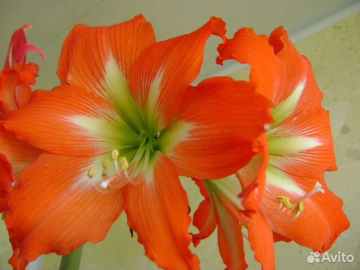 Гиппеаструм (Амариллис)