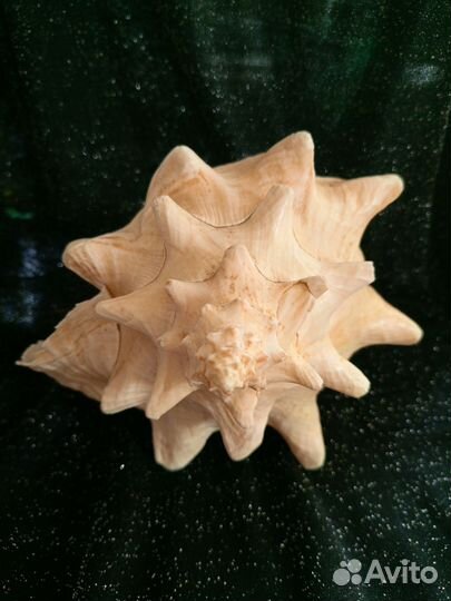 Океанические раковины