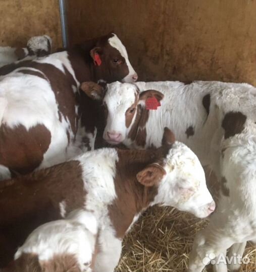 Телята шустрые бычки и телки